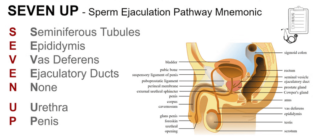 Mnemonics: Human Reproduction | Biology Class 12 - NEET