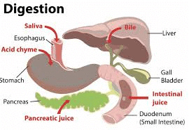 Unit Test(Solutions):Nutrition in Animals | Science Class 7 (Old NCERT)