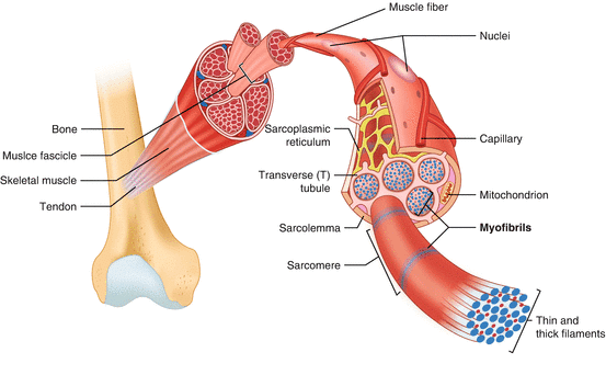  Muscle and Neural Tissue  (Only in NEET