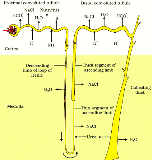NEET Previous Year Questions (2016-2025): Excretory Products & their Elimination | Biology Class 11