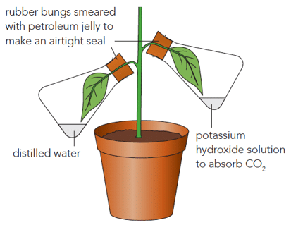 Photosynthesis: Early Experiments & Factors affecting | Biology Class 11 - NEET