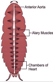 Open Circulatory System of Cockroach