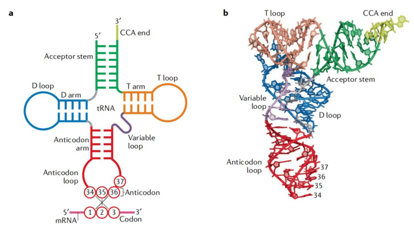 Structure of tRNA