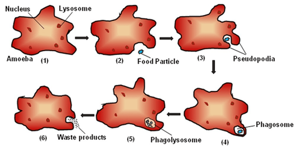 Digestion Process in Amoeba