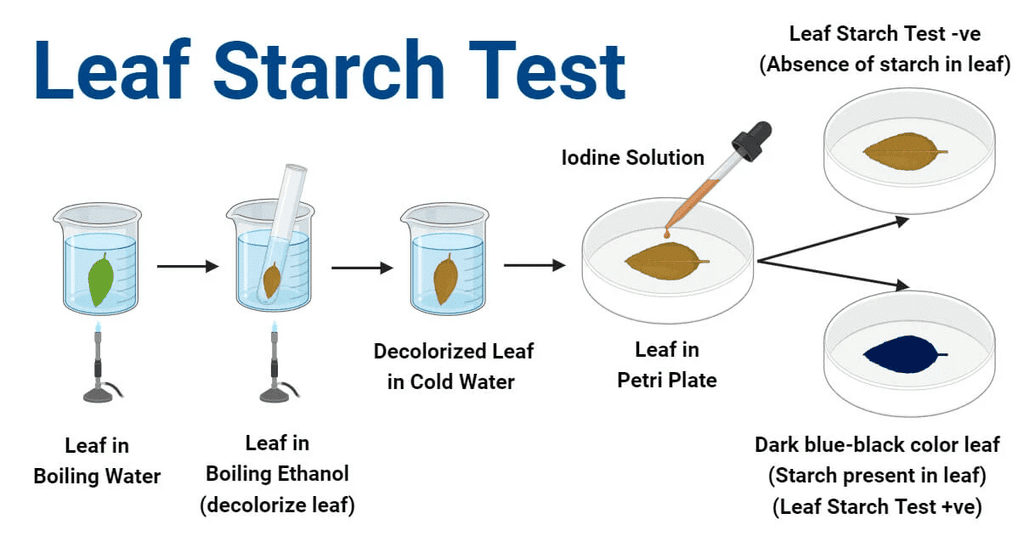 Unit Test(Solutions): Nutrition in Plants | Science Class 7 (Old NCERT)