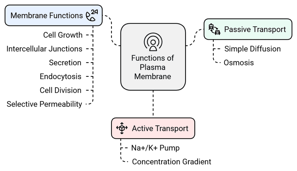 Functions of Plasma Membrane