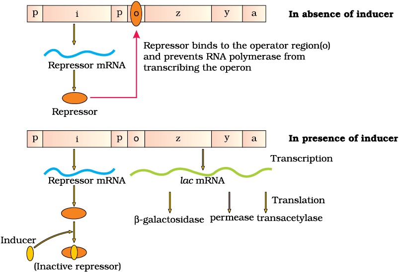 Mnemonics: Molecular Basis of Inheritance | Biology Class 12 - NEET