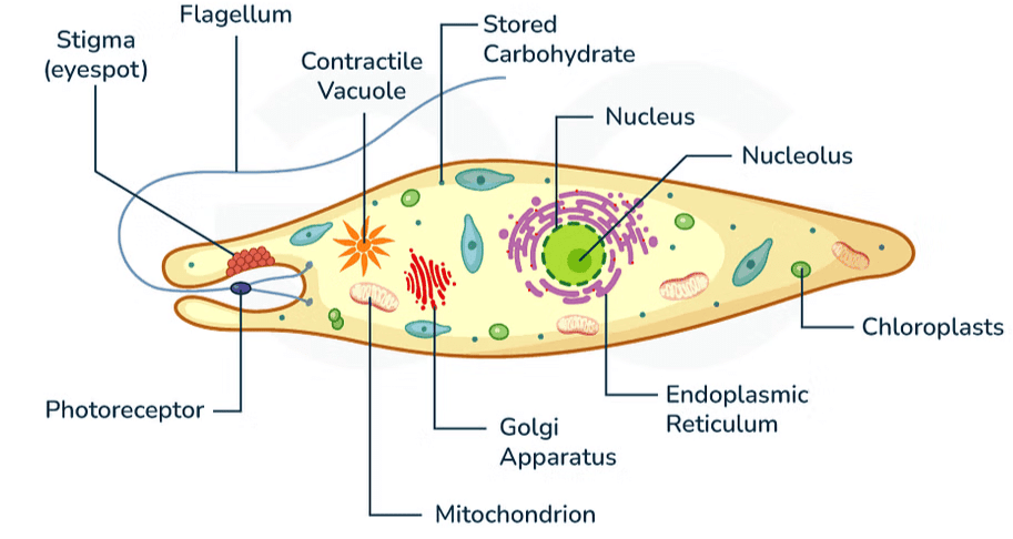 Kingdom Protista: Euglenoids, Slime Moulds & Protozoans | Biology Class 11 - NEET
