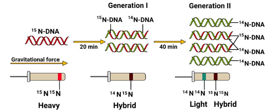 Molecular Basis of Inheritance Chapter Notes | Biology Class 12 - NEET
