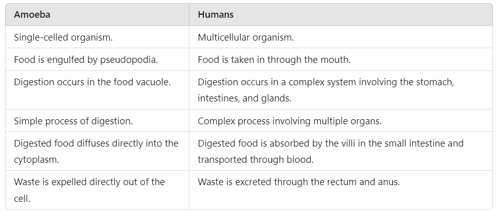 Unit Test(Solutions):Nutrition in Animals | Science Class 7 (Old NCERT)
