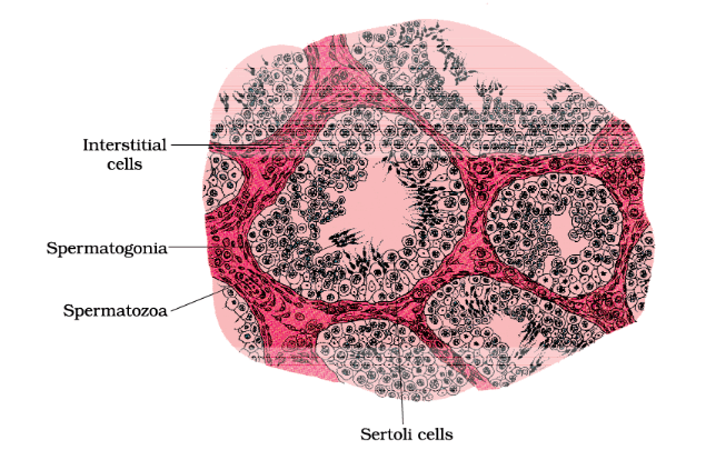 Diagrammatic sectional view of seminiferous tubule