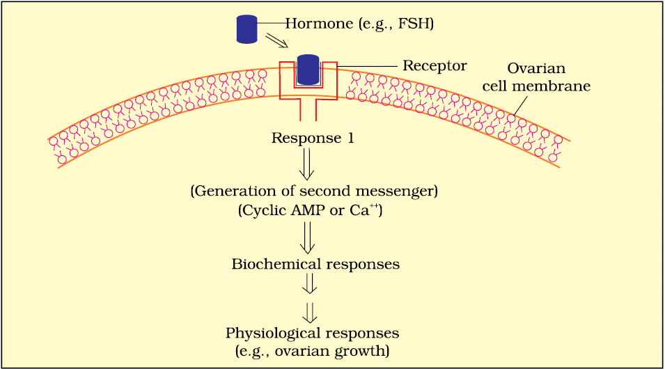 Chemical Coordination and Integration | Science & Technology for UPSC CSE