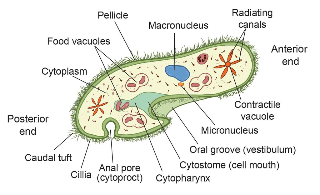 Kingdom Protista: Euglenoids, Slime Moulds & Protozoans | Biology Class 11 - NEET