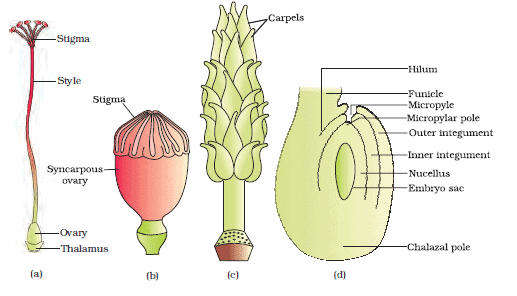 Sexual Reproduction in Flowering Plants Chapter Notes | Biology Class 12 - NEET