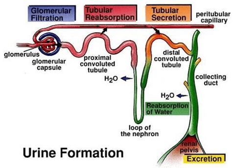 Mnemonics: Excretory Products & their Elimination | Biology Class 11 - NEET