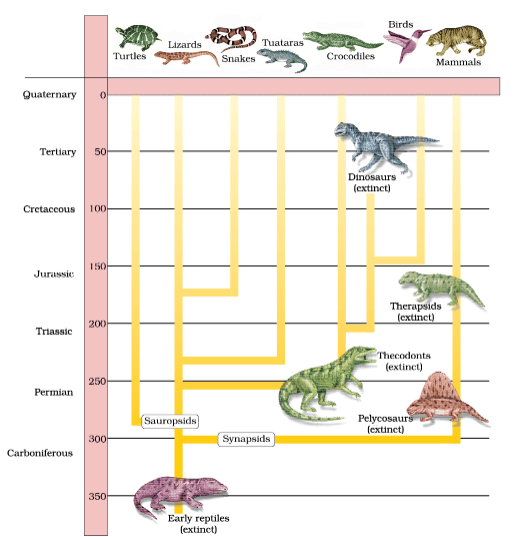 Representative evolutionary history of vertebrates through geological periods
