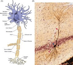  Muscle and Neural Tissue  (Only in NEET