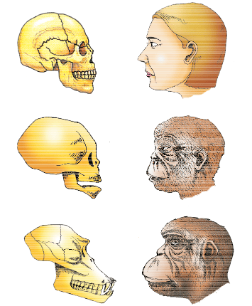 A comparison of the skulls of adult modern human being, baby chimpanzee and adult chimpanzee. The skull of baby chimpanzee is more like adult human skull than adult chimpanzee skull