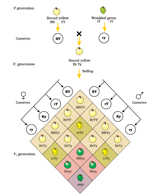 Results of a dihybrid cross where the two parents differed in two pairs of contrasting traits: seed colour and seed shape