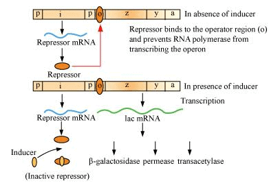 Molecular Basis of Inheritance Chapter Notes | Biology Class 12 - NEET