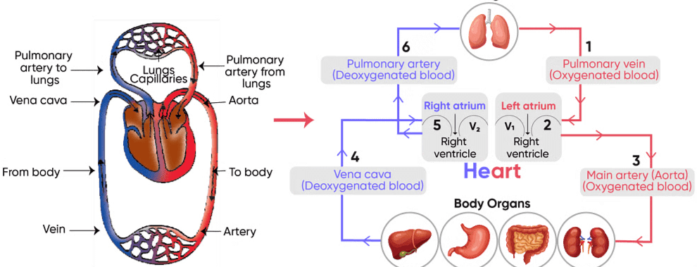 Double Circulation & Disorders of Circulatory System | Biology Class 11 - NEET