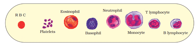Diagrammatic representation of formed elements in blood