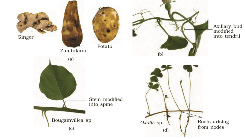 Morphology of Flowering Plants (Only in NEET) | Biology Class 11