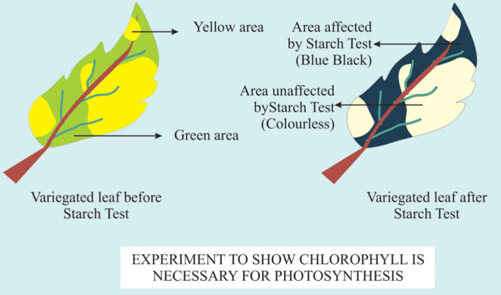 Photosynthesis: Early Experiments & Factors affecting | Biology Class 11 - NEET