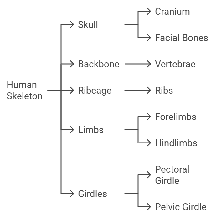 The Skeletal System | Science Class 5