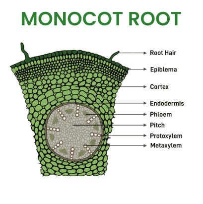 Mnemonics: Anatomy of Flowering Plants | Biology Class 11 - NEET
