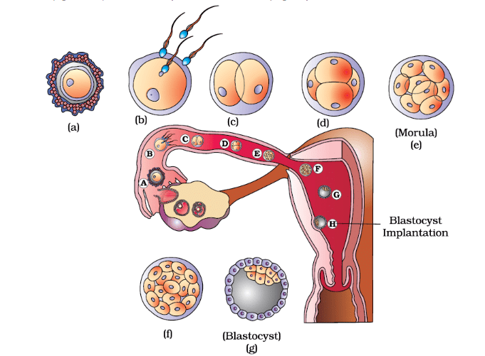 Fertilization and Implantation | Biology Class 12 - NEET