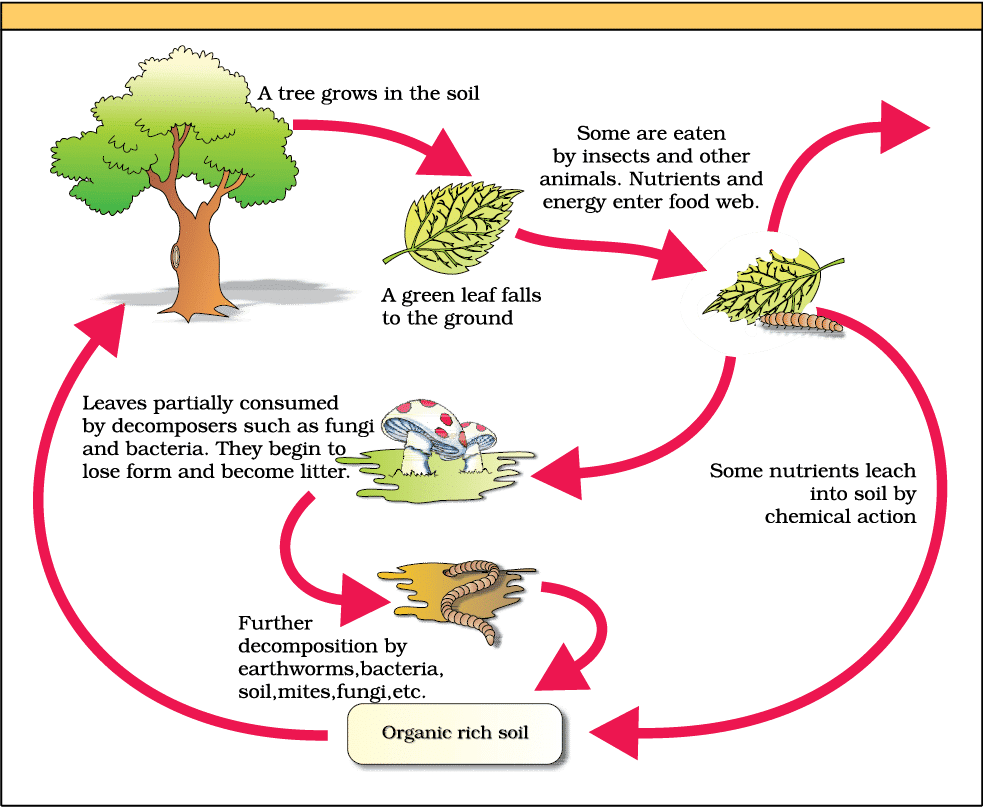 Mnemonics: Ecosystem | Biology Class 12 - NEET