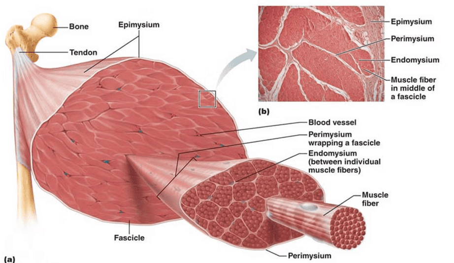  Muscle and Neural Tissue  (Only in NEET