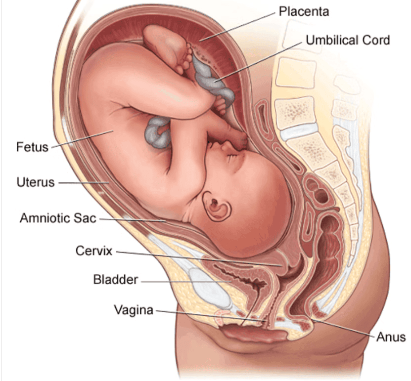 Pregnancy & Embryonic Development | Biology Class 12 - NEET