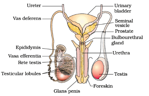  Male reproductive system (part of testis is open to show inner details) and Accessory Ducts