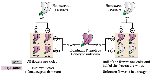 Diagrammatic representation of a test cross