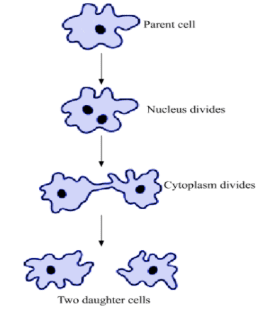 Very Short Answers - Reproduction in Animals, Science, Class 8 | Science Class 8