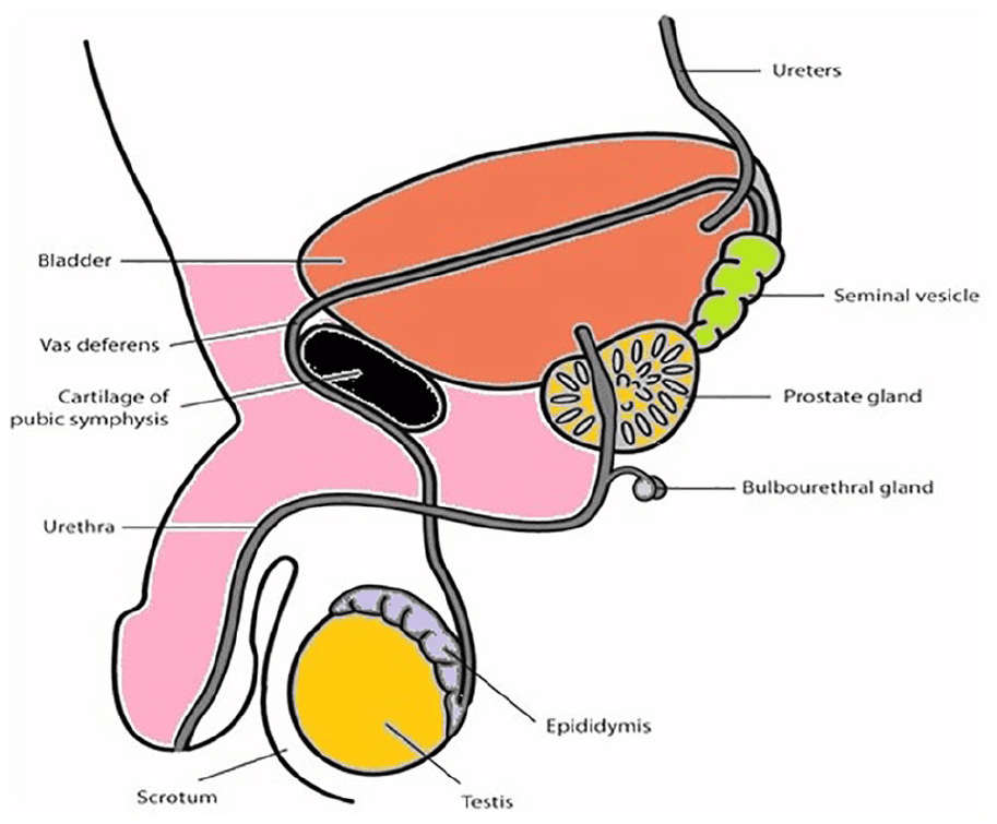 Accessory Glands of Male Reproductive system