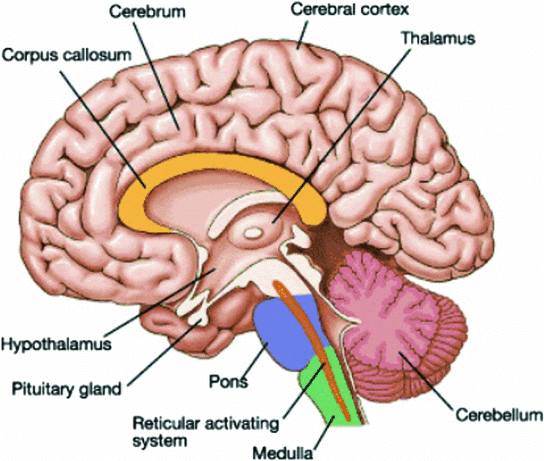 Structure of Brain