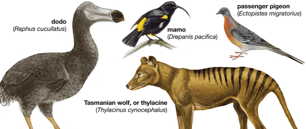 Extinct Species