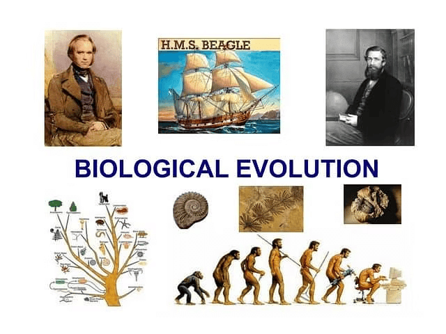 Biological Evolution & Mechanism of Evolution | Biology Class 12 - NEET