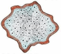 Kingdom Protista: Euglenoids, Slime Moulds & Protozoans | Biology Class 11 - NEET