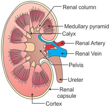 Longitudinal section (Diagrammatic) of Kidney