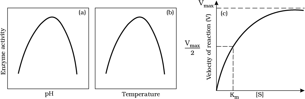 Effect of change in : (a) pH (b) Temperature and (c) Concentration of substrate on enzyme activity