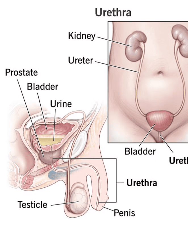Urethra and Penis