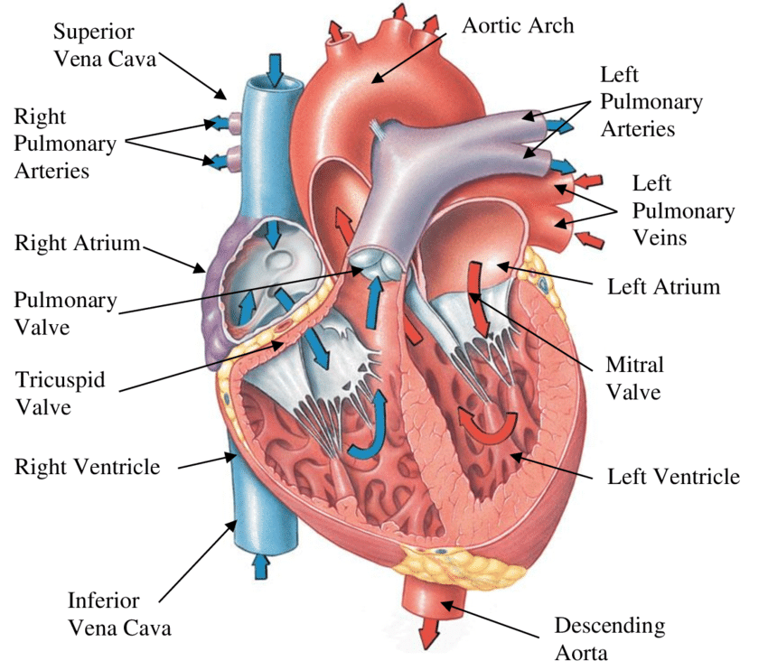 Section of Human Heart