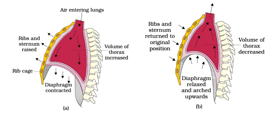 Important Diagrams: Breathing and Exchange of gases | Biology Class 11 - NEET