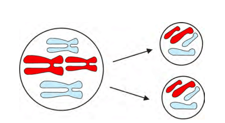 Mitosis