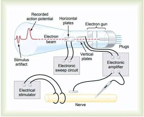 Cell Physiology and Membrane Potential Chapter Notes | Physiology - NEET PG
