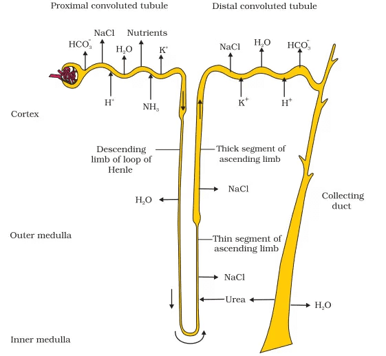 Reabsorption and secretion of major substances at different parts of the nephron (Arrows indicate direction of movement of materials.)